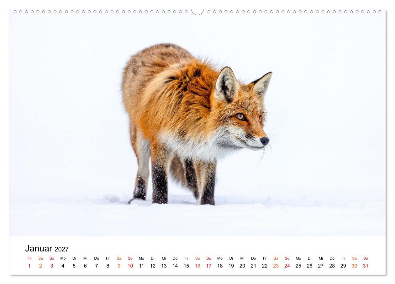 Füchse - Wanderer durch Moos und Farn (Wandkalender 2027 DIN A2 quer), CALVENDO Monatskalender: Naturnah. Still. Faszinierend. Fuchszeit - Monat für Monat. (CALVENDO Tiere)