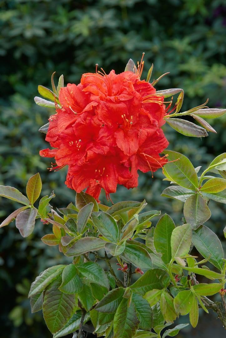 Azalia Rhododendron luteum Royal Command 60 cm pień mrozoodporny | Jasnożółty kwiat, pachnący, łatwy w pielęgnacji, idealny jako pasjans, przyciąga wzrok w grządce, wytrzymały, trwały