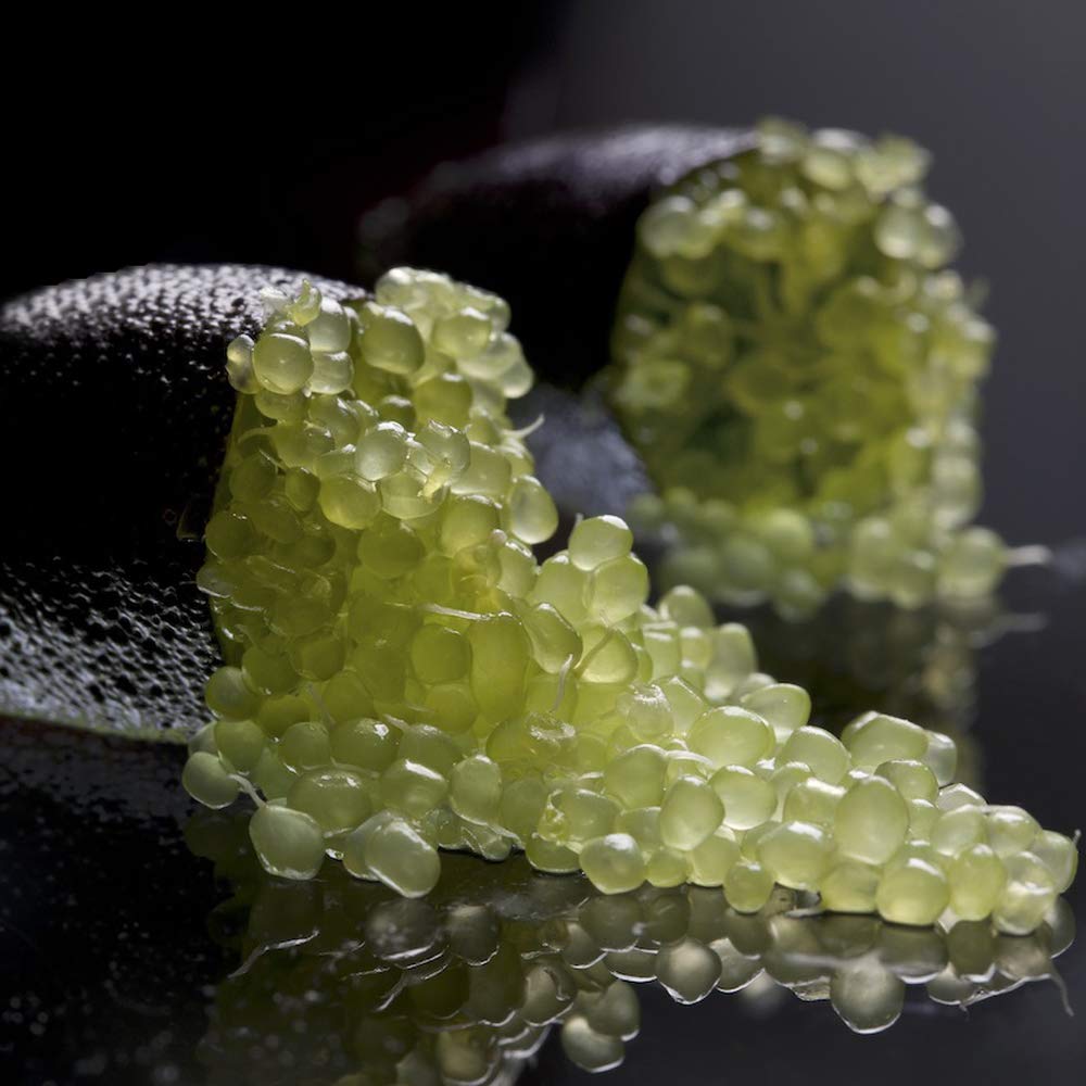 Amazon.co.jp: フィンガーライム ダーラムエメラルド 接木1年生9cm