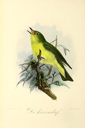 Onze Vogel 1869 Kersendief - Póster de JG Keulemans (24 x 36)