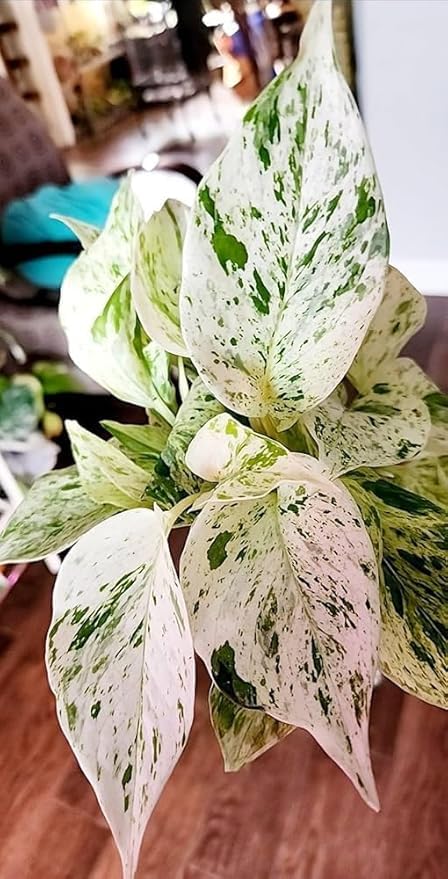 TENDER LEAVES Money Plant Marble Queen Pothos Indoor Outdoor Air-Purifying Plant,Perfeft Home Decoration Live Plant,1 Healthy Plant In Grow-Bag. (NEON POTHOS, MEDIUM)-picture-23