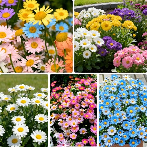 2000+ Pyrethrum Seeds Mixed Color Pyrethrum Tanacetum Chrysanthemum Plant Garden Flower Seeds Chrysanthemum Flower for Planting Outdoor Perennial Garden Home Attracts Pollinators