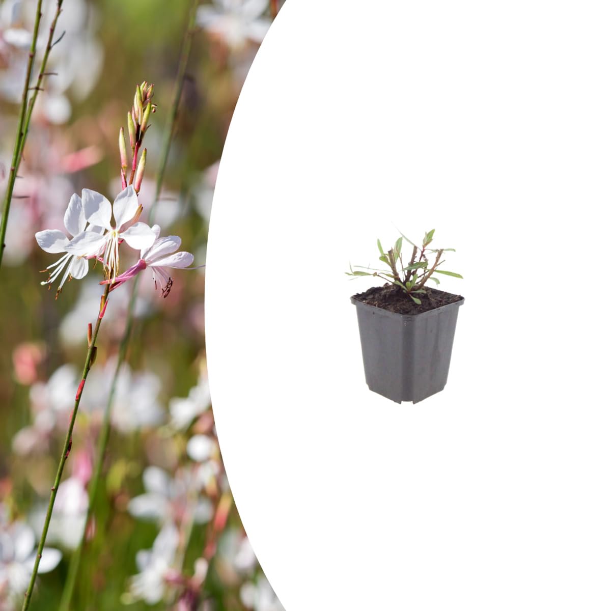 Gaura l. 'Farfalle turbinanti' | 6 pezzi - 10-25cm - Ø9cm - Pianta da giardino