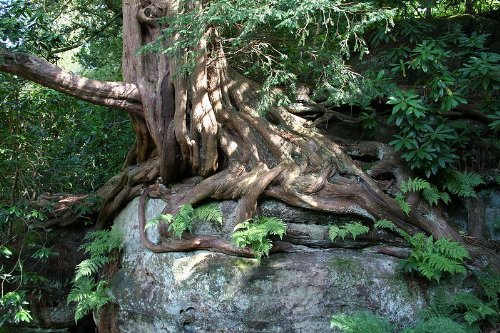 Eibe (Taxus baccata) 150 Samen (Heimischer Baum - Winterhart) Selten Rar Auch Bonsai geeignet