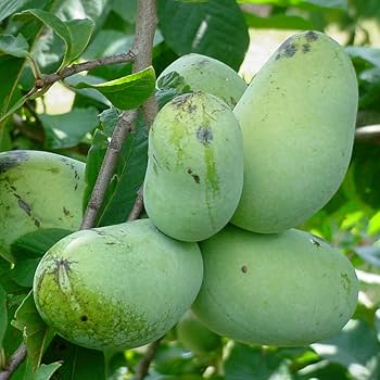 7様 果樹 ピーターソンポポー 5寸2種2ポット ポポー 7様 果樹 ピーター 7様 果樹 ピーターソンポポー 5寸2種2ポット ポポー 7様 果樹 ピーター