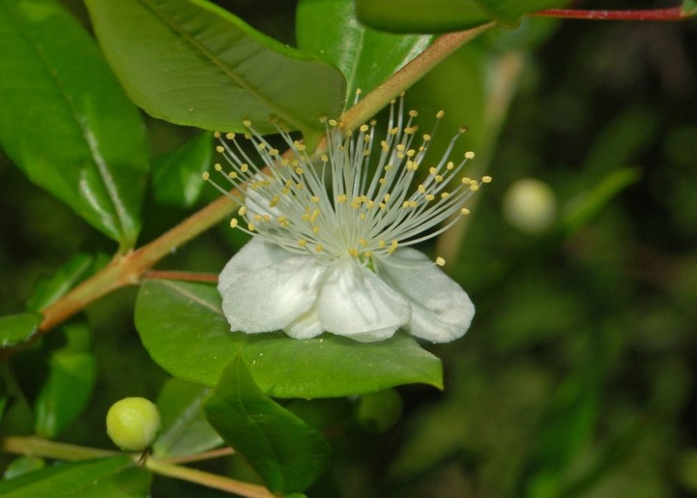 SAFLAX Myrte commun 30 graines Myrtus communis