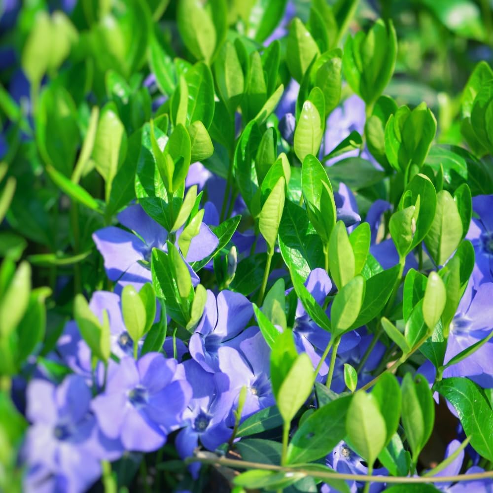 Pack 36 Periwinkle Vinca Plants Live, Creeping Vinca Minor Vine Ground Cover for Planting Outdoors, from 5 Inc Tall Well Plugs