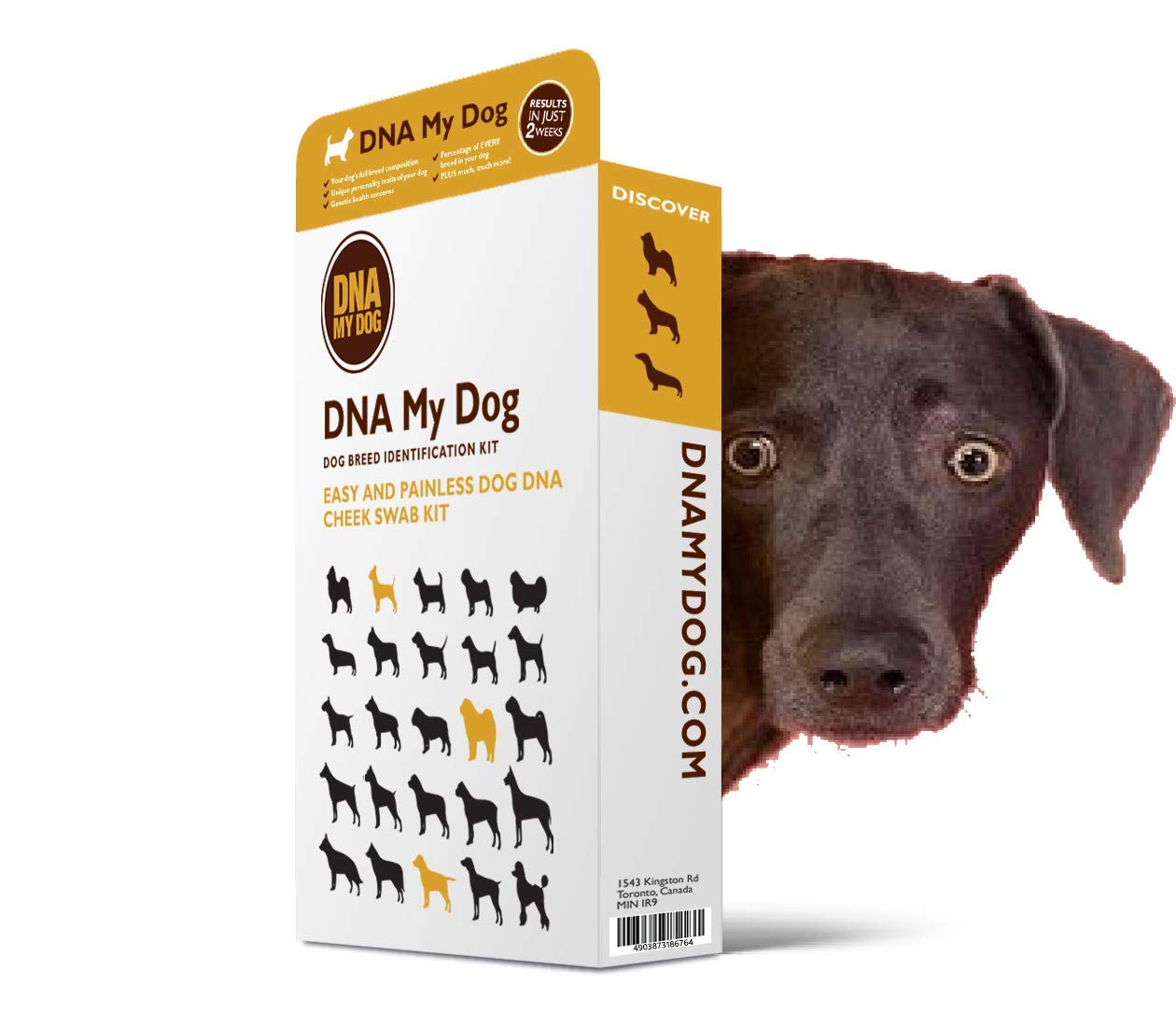 patterdale terrier puppies for sale near me