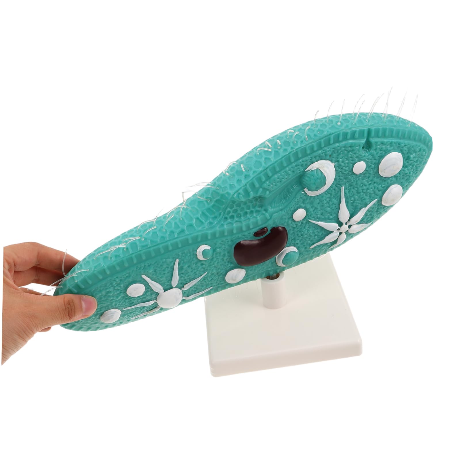 BESPORTBLE Modell mit Detailliertem Ziliendesign Pantoffeltierchen aus PVC Realistische Struktur und Ständer für Biologieunterricht und Naturwissenschaftliche Experimente im Klassenzimmer