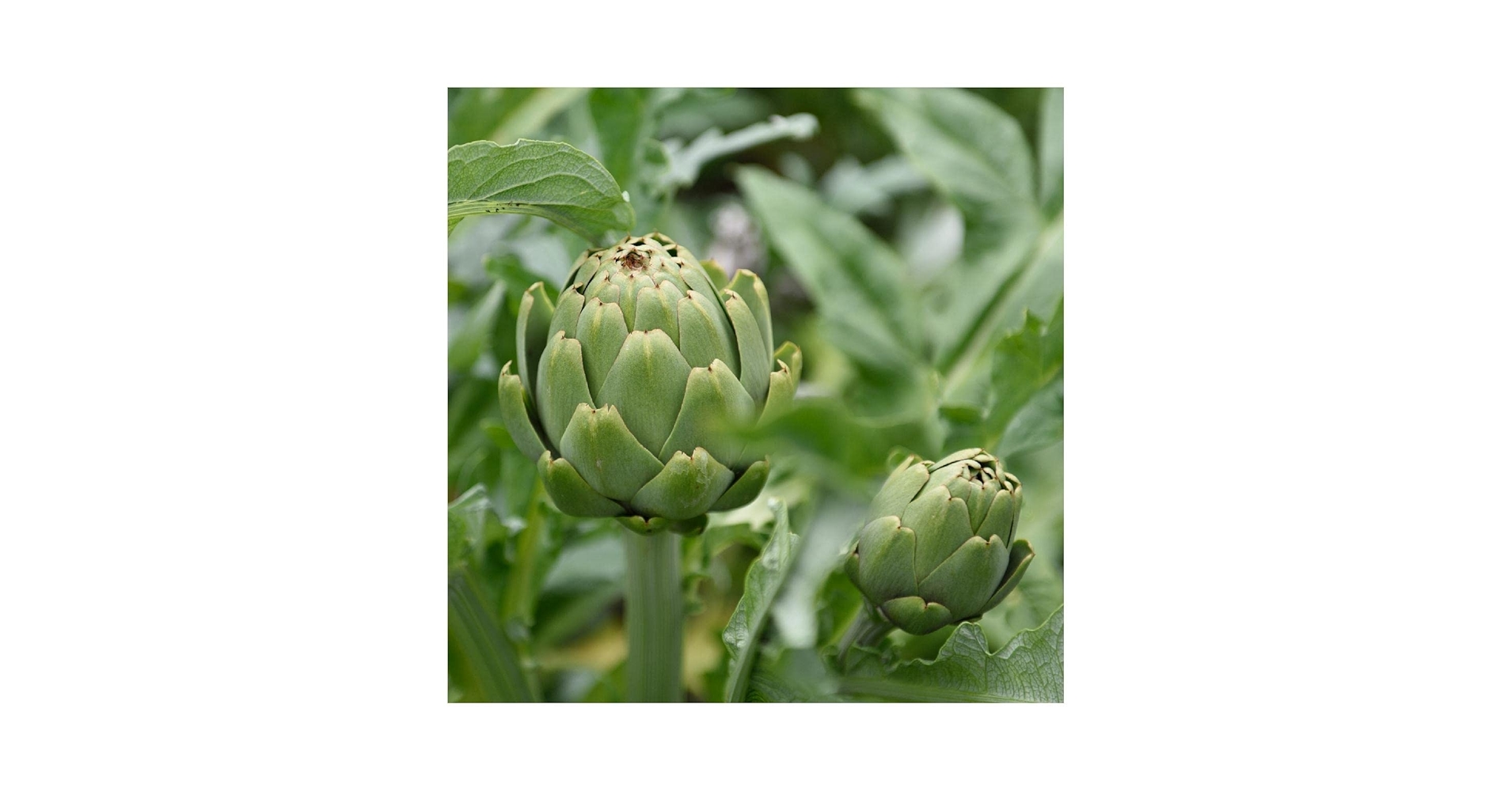 Amazon.com : Everwilde Farms - 1 Lb Green Globe Artichoke