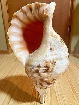 特大肉厚42.5㎝修験道法螺貝　山伏　密教　魔除け　熊よけ❣️ホラガイ　ほら貝 大型38.5㎝修験道法螺貝 山伏 密教 魔除け 熊よけ❣️ほら貝 ホラガイ