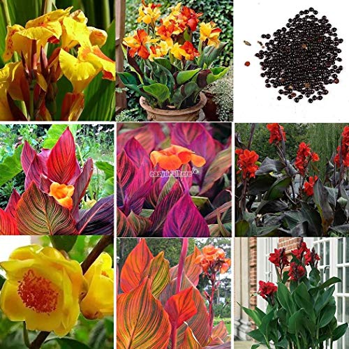 Rose Red: 20 Pcs Graines Graines Canna Lily - PRETORIA - Feuillage panaché - Fleurs exotiques Cover