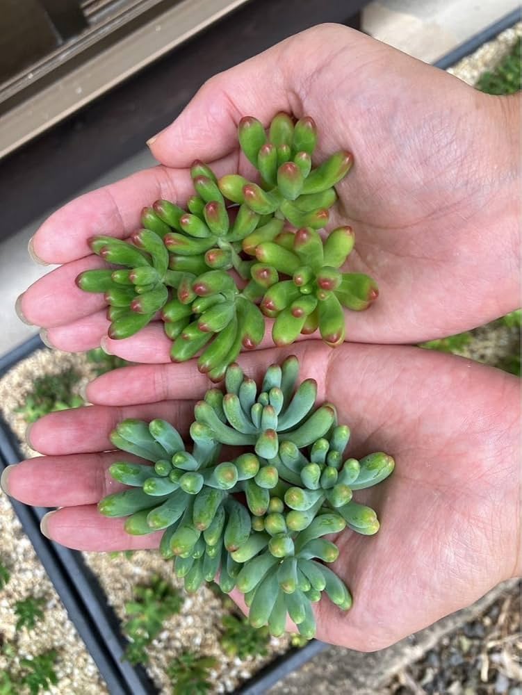ツンツン 赤いホッペの⭐️ルビーティント⭐️多肉 7頭 寄せ植え 大人気品種💕ルビーティントを増やしまくる♪ ＃Succulent