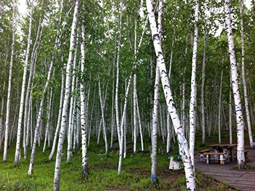 Portal Cool 100Pcs Russische Birke Bereza Bonsai-Baum-Samen  Indoor-Frischluft-Hausgarten-Bume : Amazon.de: Garten