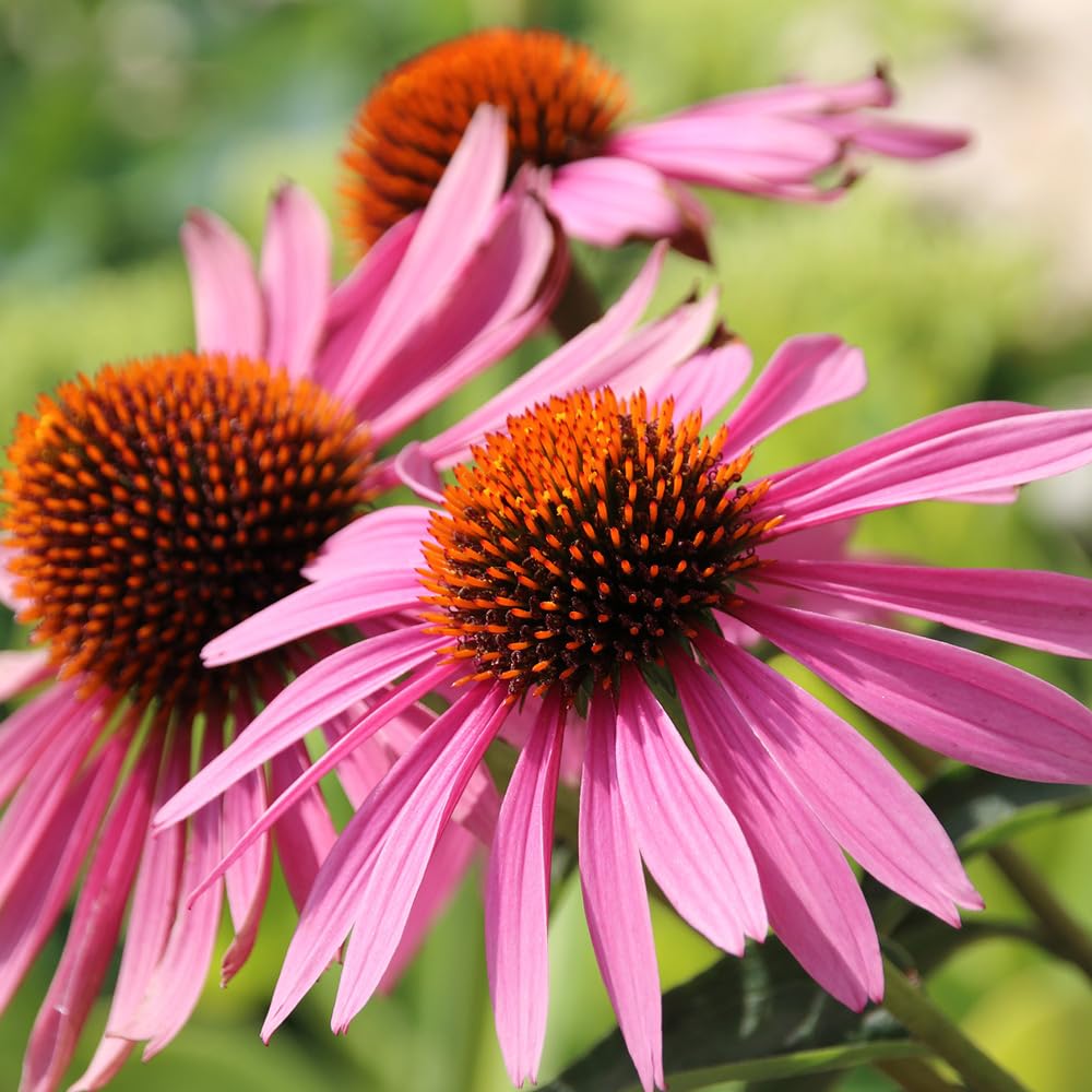 You Garden - 3 x Echinacea Purpureus Magnus in a 9cm Pot