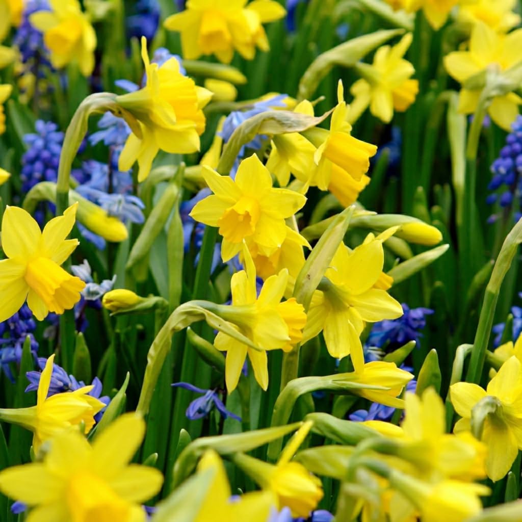 Green boutiQ - 100x Narcissus Tete-A-Tete - Narcisse Tête-à-tête - Jaune - Floraison printanière - Calibre 10/11