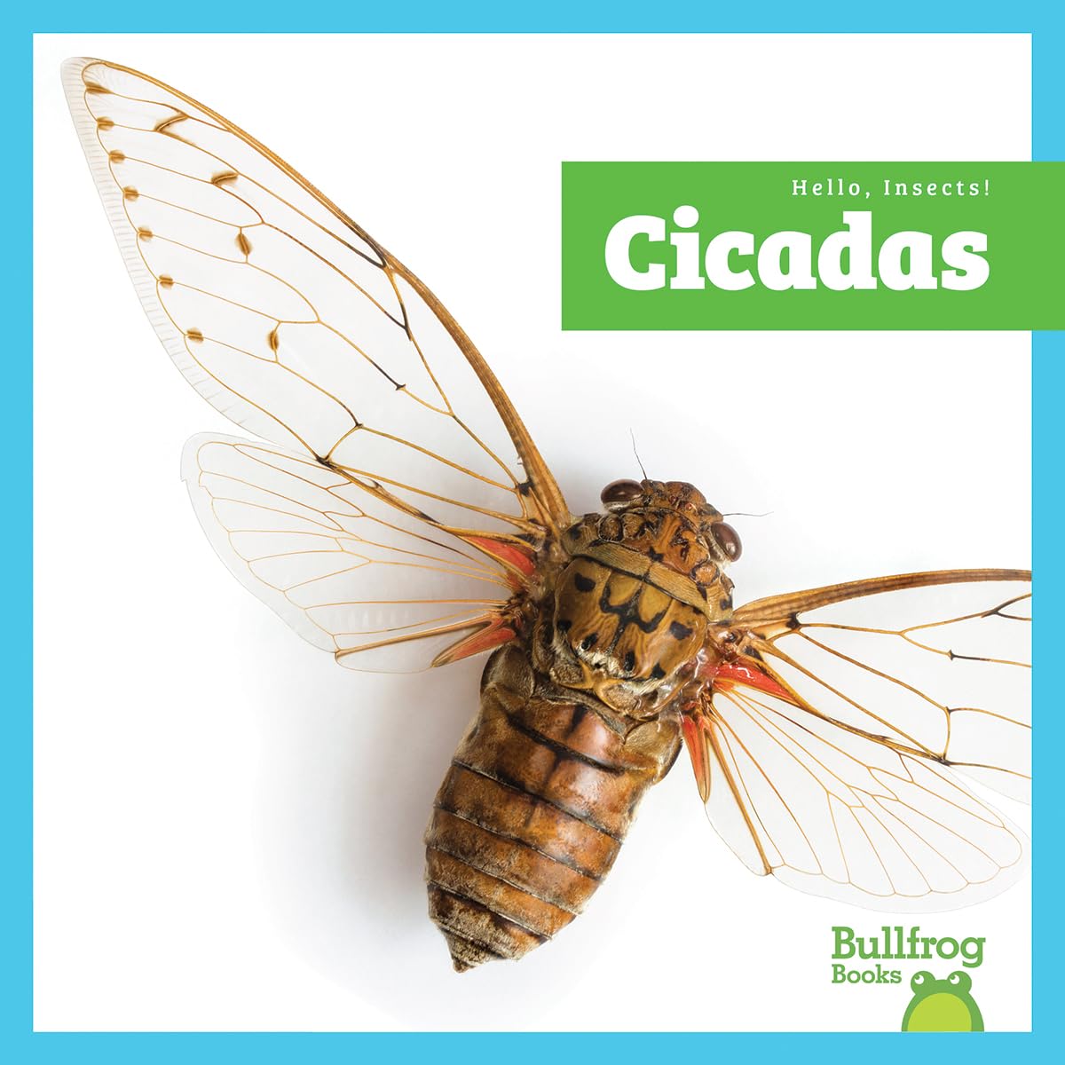 Cicadas (Hello, Insects!)