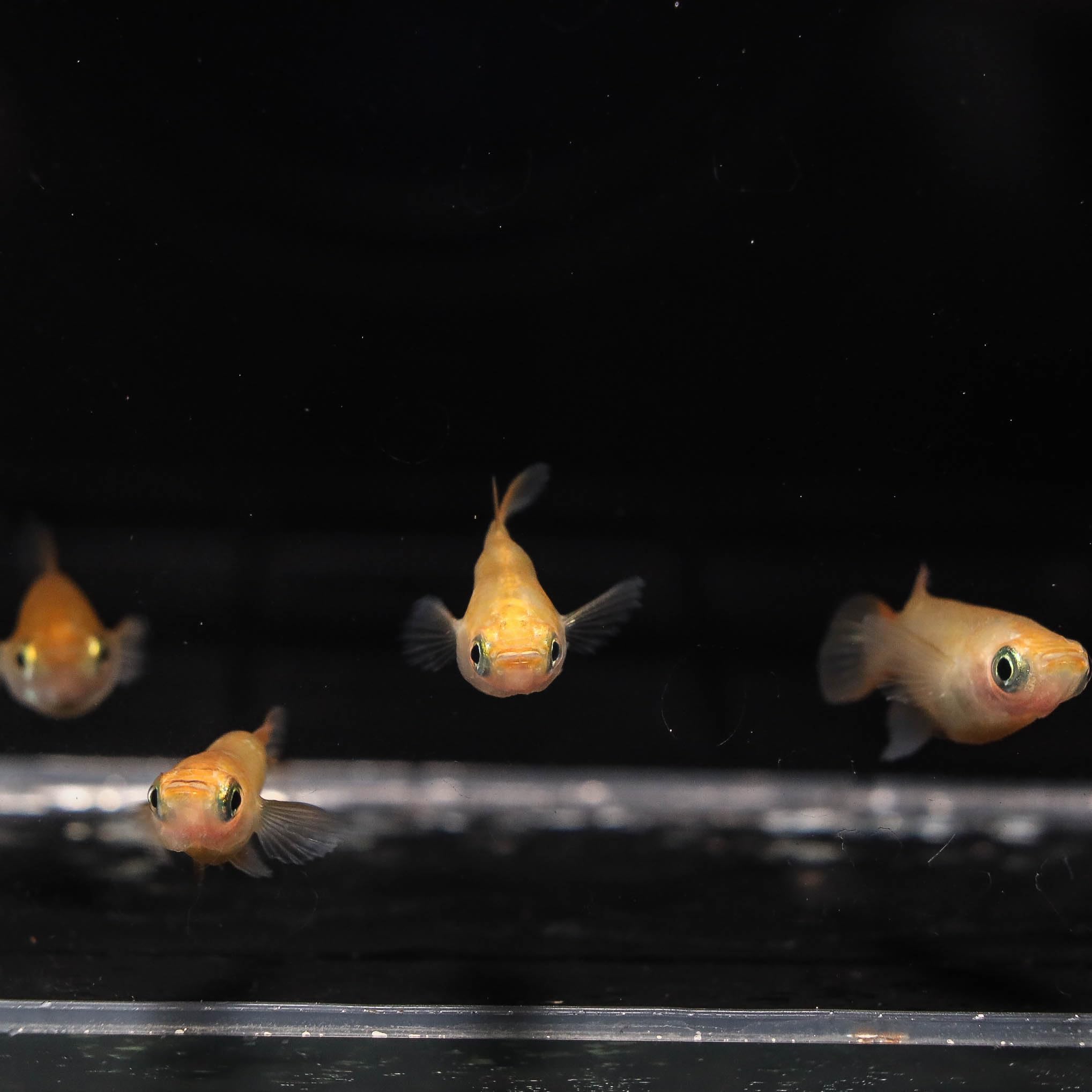 最終大幅お値下げ❗️古伊万里水指龍柄メダカ飼いにも　観葉植物　ヴィンテージ 最終大幅お値下げ❗️古伊万里水指龍柄メダカ飼いにも 観葉