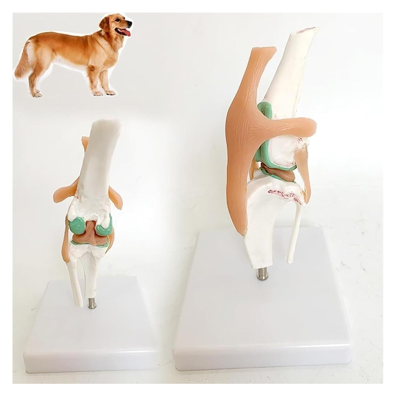 Dog Knee Joint Model, Anatomical Canine, Artificial Natural Size PVC Anatomy with Animal Skeleton