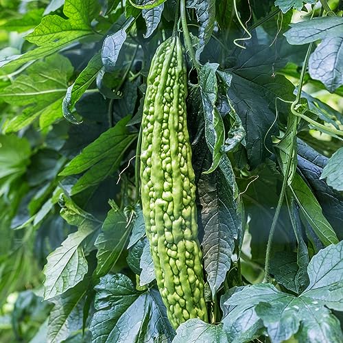 Gemüsesamen Set Seltene Pflanzen Kletterpflanzen Winterhart Melonen Pflanze Bohnensamen Gemüsesamen & -Pflanzen Exotische Pflanzen Winterhart – Bild 3