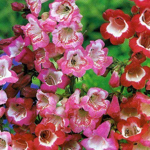 Pack x6 Penstemon 'Mixed Varieties' Perennial Garden Plug Plants