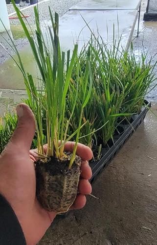 (1) - Karl Foerster Feather Reed Grass - Starter Plug (M) (1 Live Plant) #TOP2