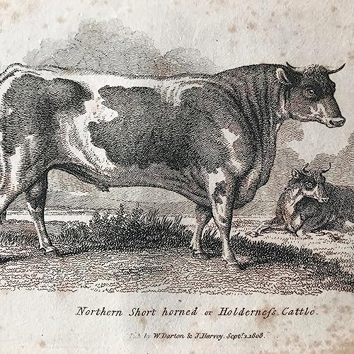 Episode 15: Cattle in Irish Legend, Fior Usga- Ireland/ Pavillion Neither in the Sky nor on Earth- Serbia/Fairy Land -France/Acheria the Fox - Basque/Cursed by the Snake-Korea/ Fiery Body -Austria