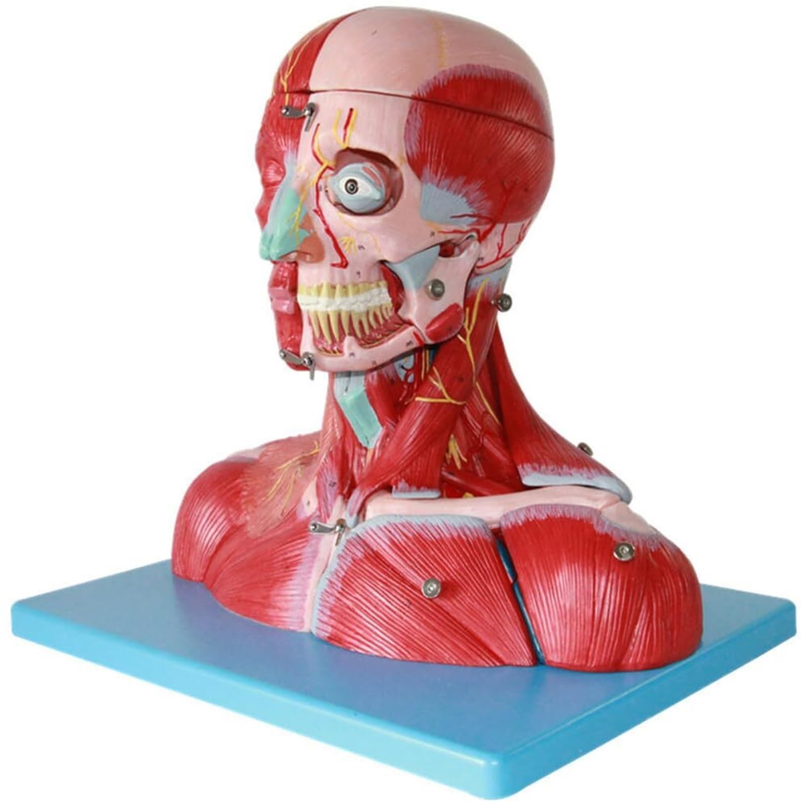 Modello didattico di anatomia muscolare della testa e del collo umano, modello di anatomia muscolare del cranio, kit scientifici, materiale di laboratorio