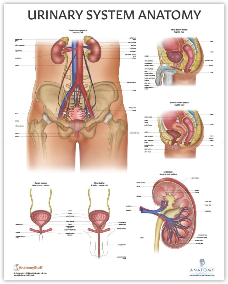Anatomy Lab Human Urinary System Anatomy Poster, 17.3 x 22.5 Inches, Body System Diagram, Anatomical Chart for Education Learning