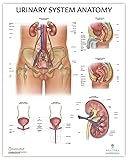 Anatomy Lab Human Urinary System Anatomy Poster, LAMINATED, Anatomy and Physiology, 17.3 x 22.5 Inches, Body System Diagram, Anatomical Chart for Education Learning and Students