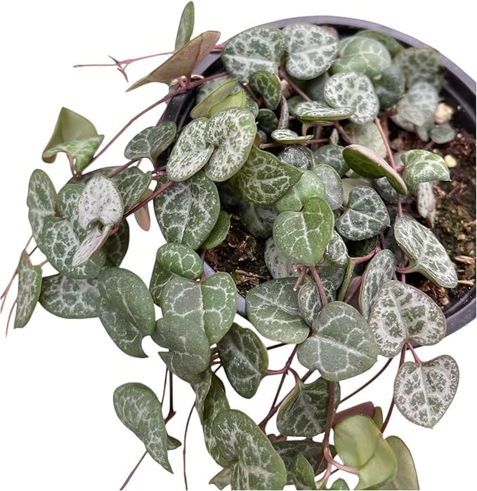 String of Hearts Live Plant 4 Inch Pot (String of Hearts in A 4 in A Pot)