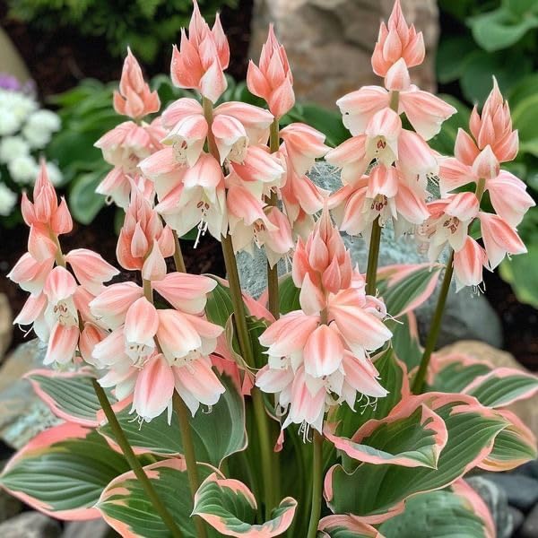SVG® Imported Hosta Flower Bulbs for Home and Garden Pack of 1 Bulbs (GREEN SOFT PINK)-picture-12
