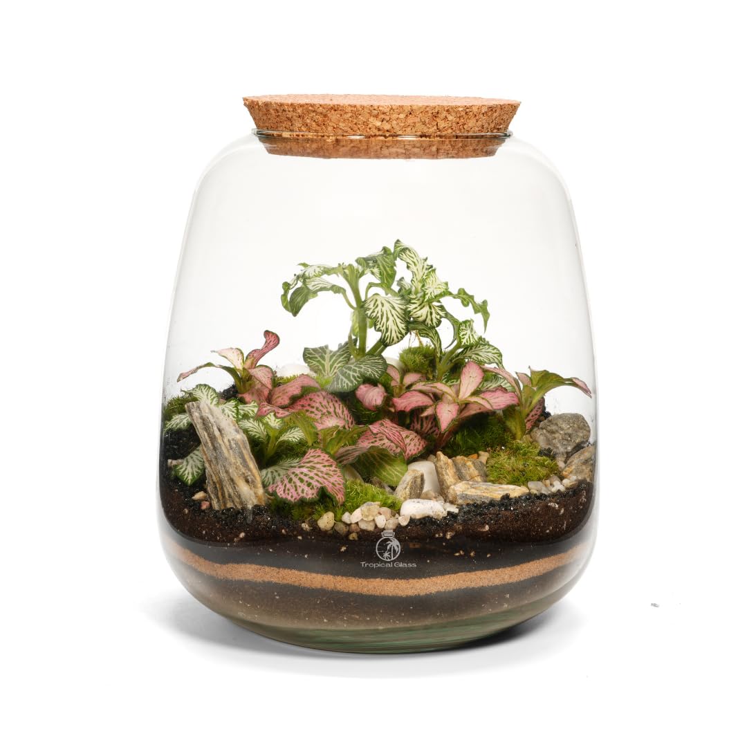 DIY Terrarium Kit with 2 Live Plants & Bun Moss, H:22 cm Bulb Shaped Mouth Blown Glass Jar with Cork Lid, Complete Closed Indoor Garden for Adults & Beginners (Standard Lid)