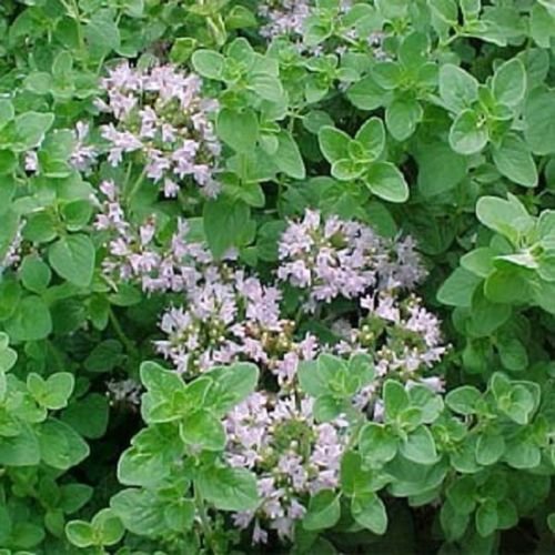 Origanum vulgare Origan 250 graines