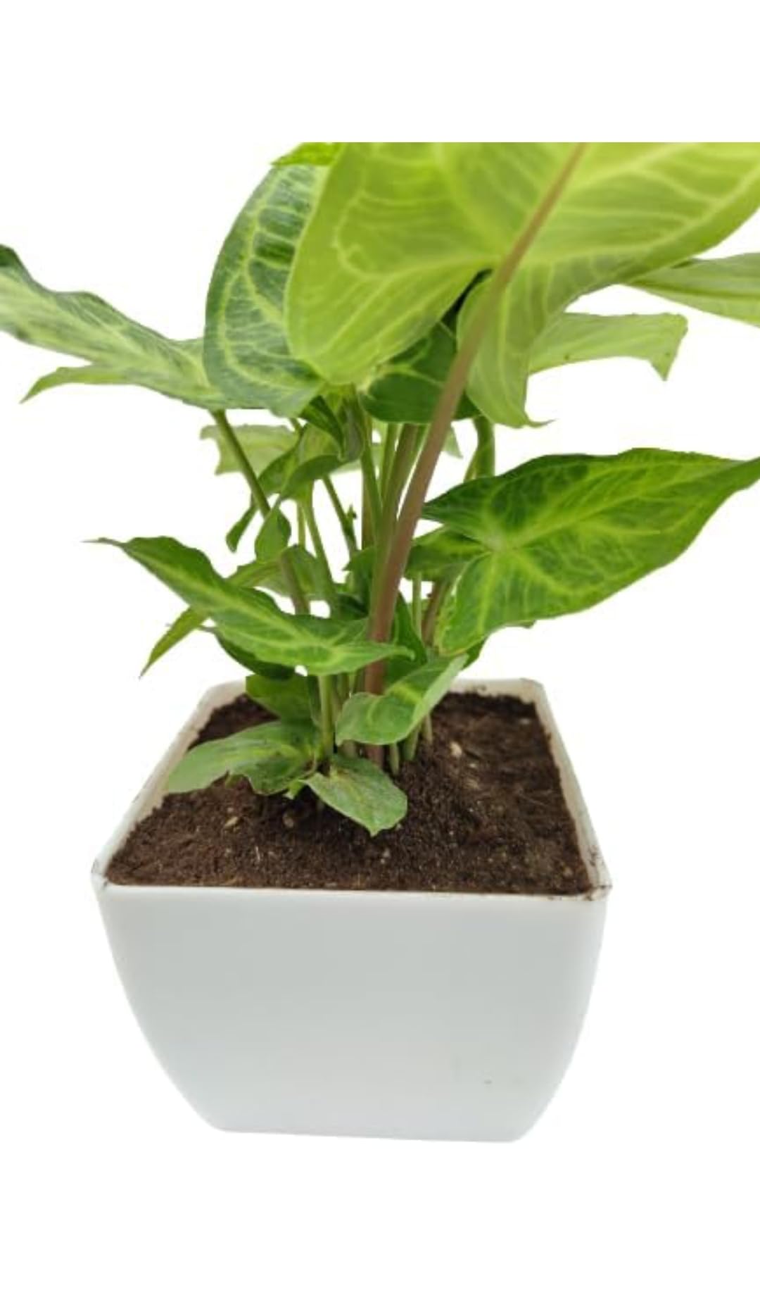 SJ STOCKS Live Singonium Plant I Good Luck Air Purifying Singonium Plant I With Growbag (Pac of 1 Plant) (B0836SVSXL) Amazon Price History, Amazon Price Tracker