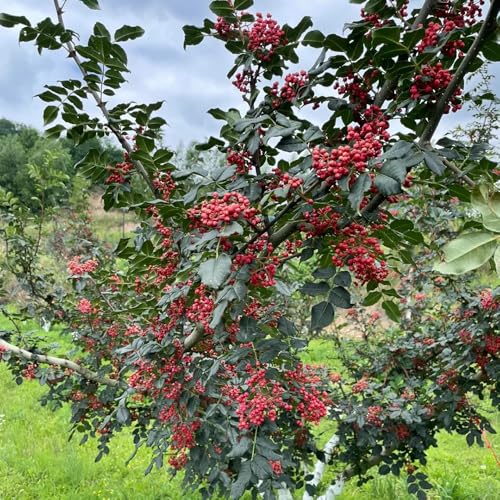 semi di peperone resistenti - balcone giardino 150pcs