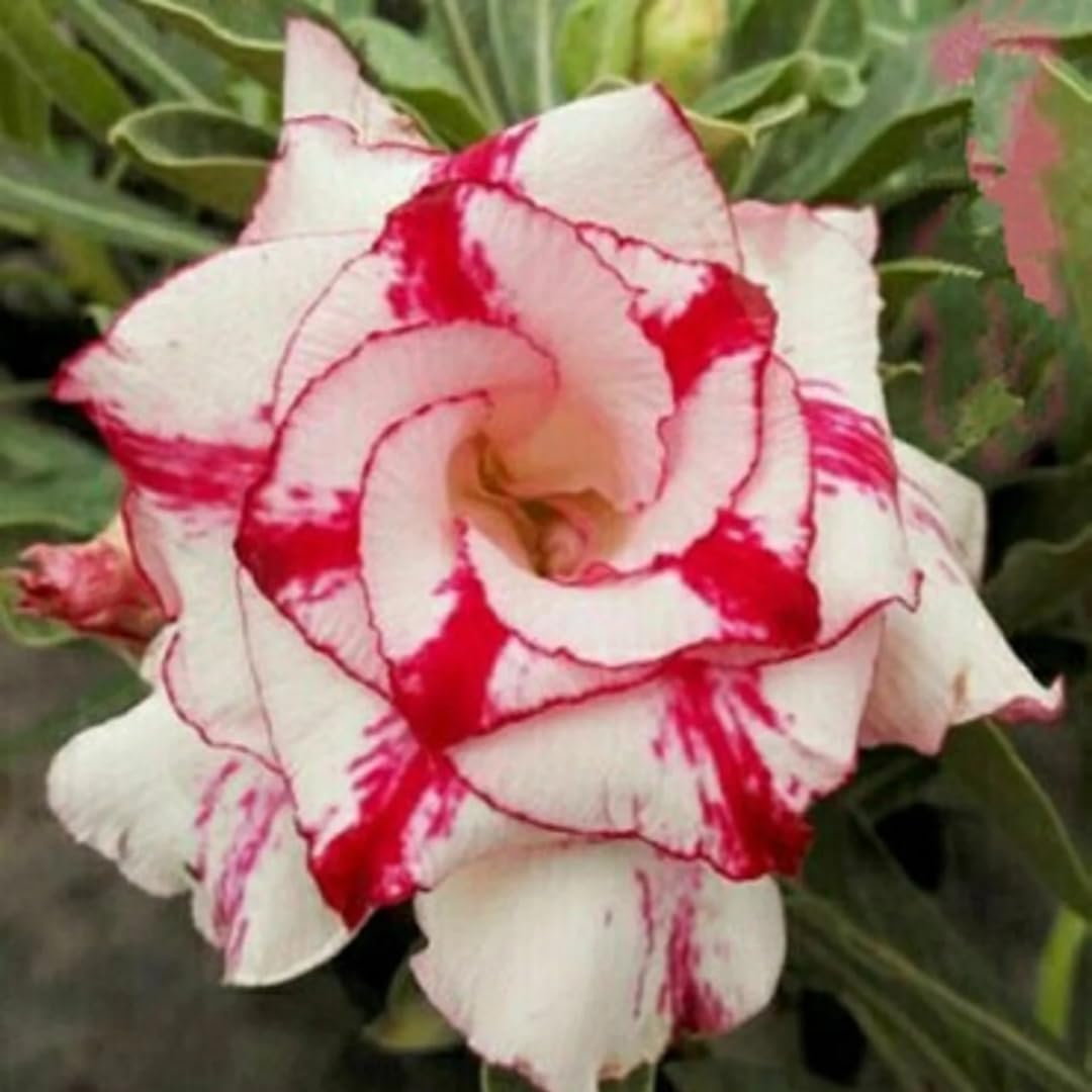 M-Tech Gardens Hybrid Adenium " TRIPLE RED BAND " Desert Rose Flower Seeds (10 Seeds Pack) (B0D1RMS4J9) Amazon Price History, Amazon Price Tracker