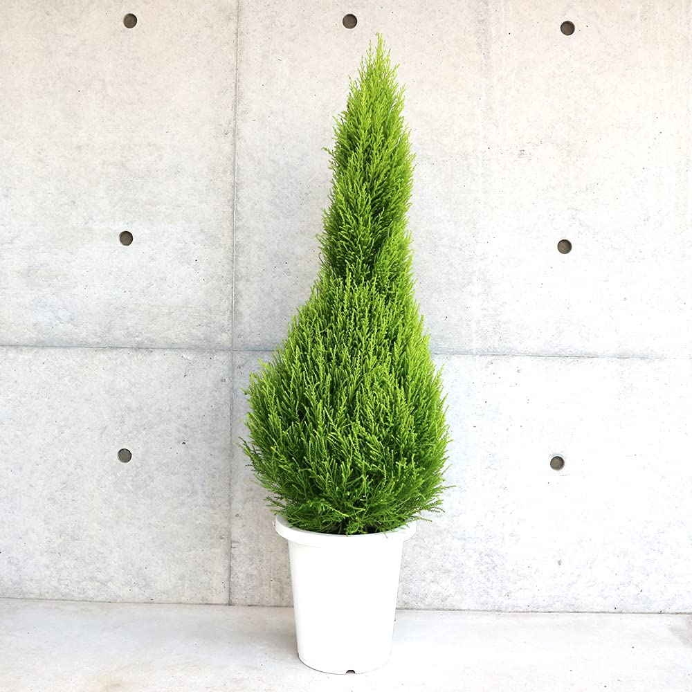 Amazon.co.jp: ITANSE コニファー ウィルマ 8号大苗 1個売り