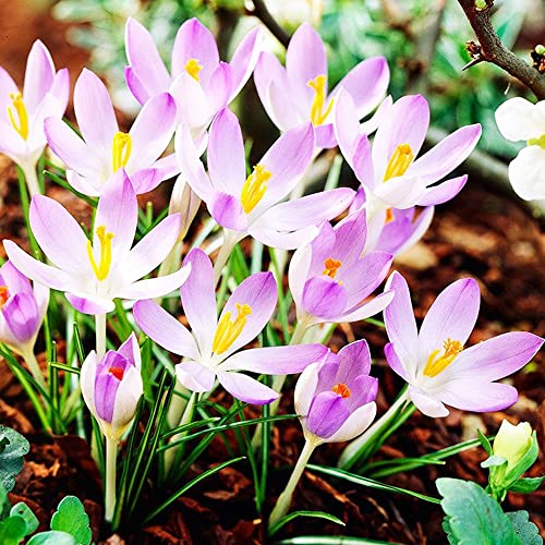 Crocus Bulbos 10x Azafrán Bulbos Flores Primavera Bulbos de Crocus Flores Plantas Azafrán Lilac Beauty