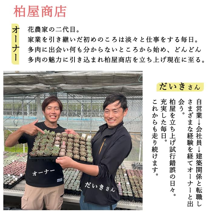 Amazon.co.jp: 多肉植物 kswエケベリア ジュテム 柏屋商店さん苗