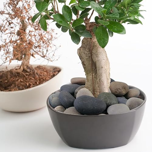 Miniatura 6 de Rocas naturales de río de 20 libras, guijarros prémium de 2 a 3 pulgadas para diseño de jardines y paisajes, piedras lisas seleccionadas a mano para