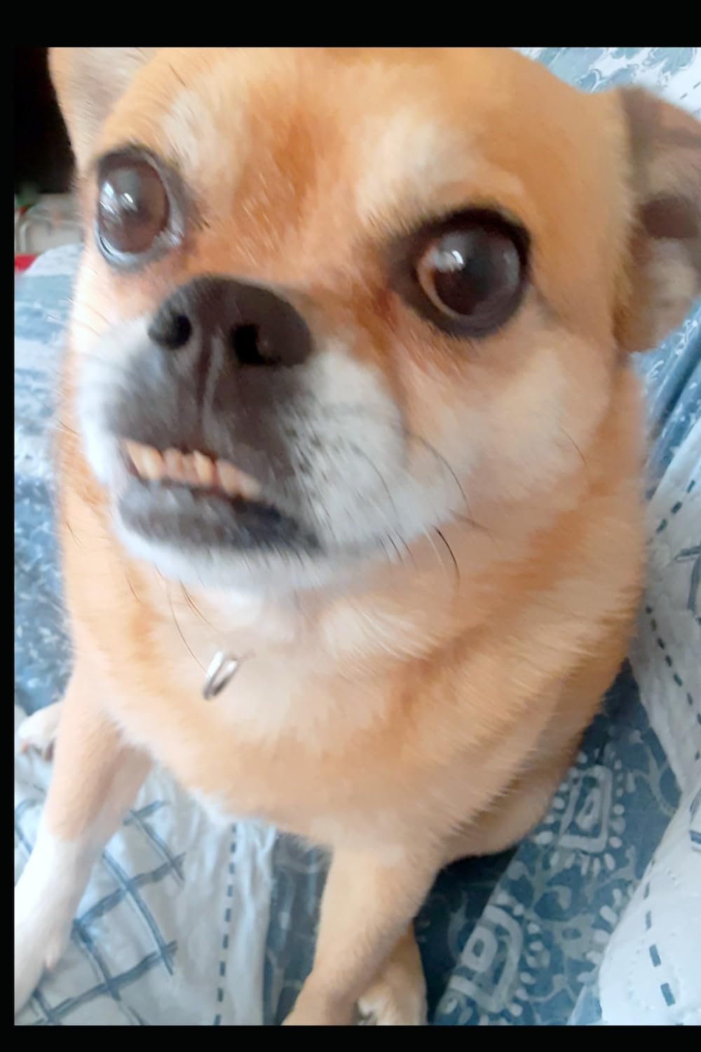 The Adventures of Kio