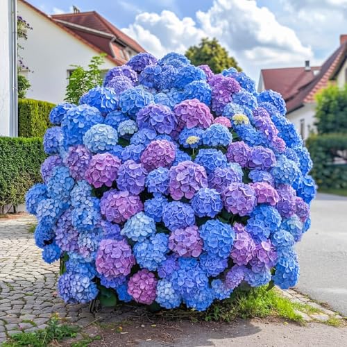 300+ Hydrangea Seeds Bulk Pack - Mixed Hydrangea Seeds Perennial Flower Seeds Beginner-Friendly & Easy to Grow Simple Seed-Start for Garden Borders Patio Containers & Partial Shade Beds