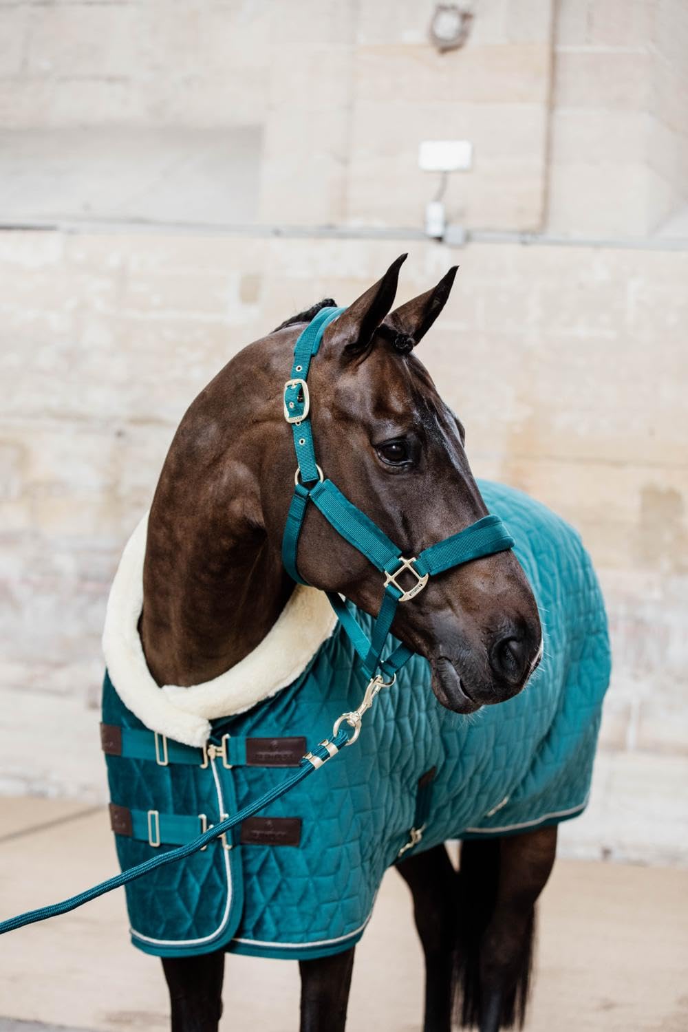 Kentucky Horsewear Cabestro de terciopelo, tamaño: Cob, color Kentucky Horsewear:esmeralda