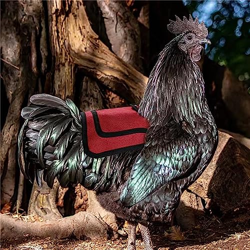 EMVANV 2 PCS Chicken Saddles,Hen Saddles with Adjustable Strap Poultry Accessories for Hens Suit Small Medium and Large Hens Birds Poultry Care Supplies(Blue, red) - Thumbnail 4