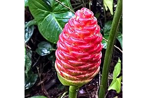 4 Zingiber Zerumbet Shampoo Ginger Roots, Awapuhi Wild Ginger Rhizomes, Red Ginger...