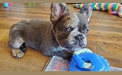 Review Image by Desert Bloom Reviews Desert Bloom Reviews