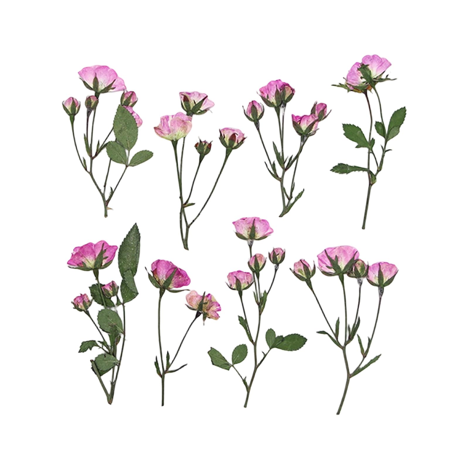 JSGHGDF Of 36 Pressed Flower Branches Realistic Plant Specimens for Wedding Party and Home Decoration Condensed Flower Specimens