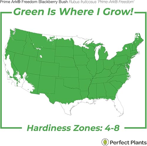 Miniatura 3 de PERFECT PLANTS PrimeArk Freedom BlackBerry Bush 1 galón  Fruta viva sin espinas para plantar al aire libre  Frutas grandes para jardines domésticos