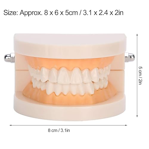 Miniatura 7 de Modelo de dientes estándar, modelo dental, cepillado, hilo dental, práctica de tipodontos de dientes, modo gingiva, demostración anatómica visible,